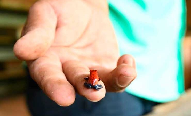 Exportación genera buenos ingresos