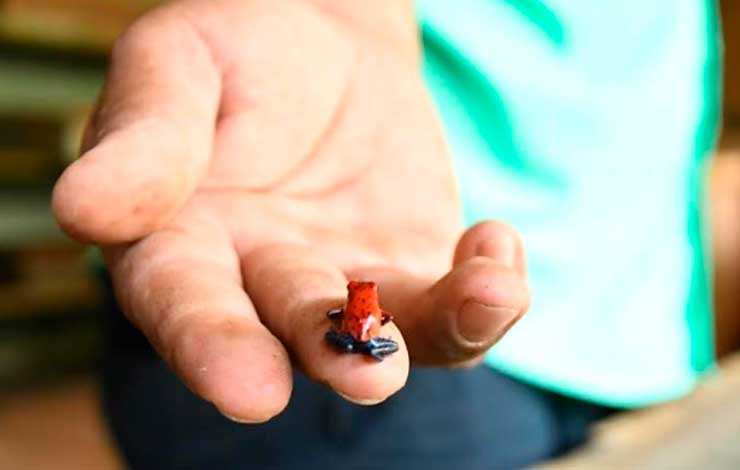 Exportación genera buenos ingresos