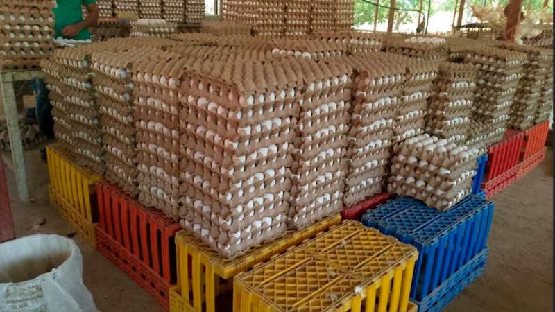 Buena producción de carne, queso y huevos