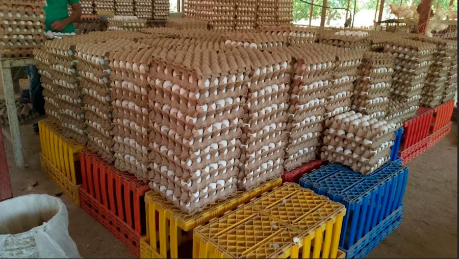 Buena producción de carne, queso y huevos