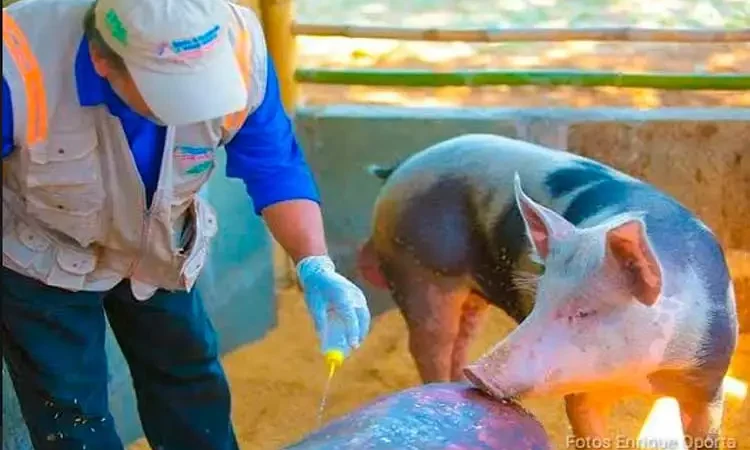 Elevada producción de carne porcina