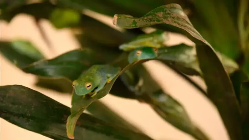 Buenos ingresos en exportaciones de fauna silvestre