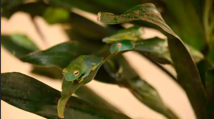 Buenos ingresos en exportaciones de fauna silvestre