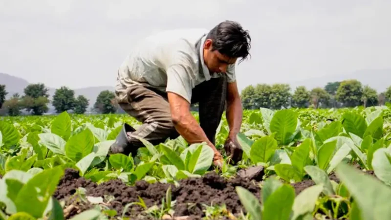 Fortalecen acciones sanitarias con productores de Estelí