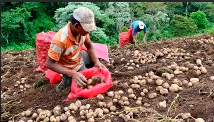 Esperan cosecha de 95 mil quintales de papas