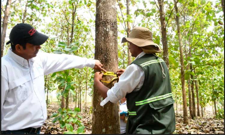 GRUN da seguimiento a industrias forestales