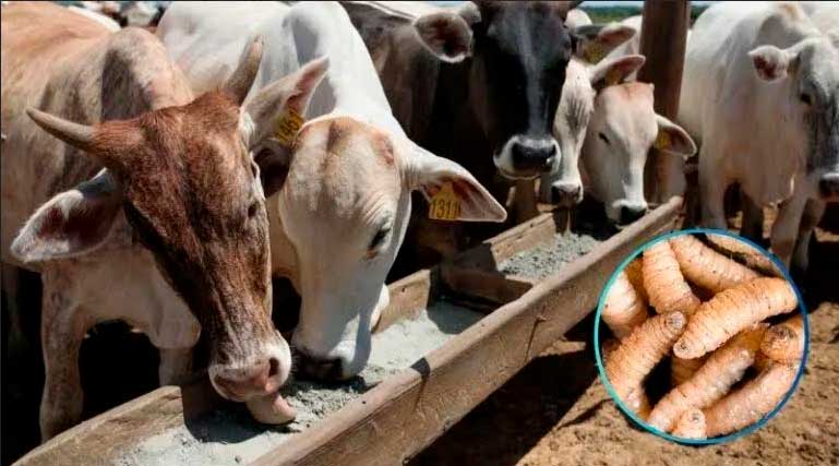 IPSA desarrolla acciones para erradicar gusano barrenador