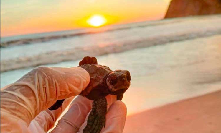 Gobierno sandinista comprometido con especies vulnerables