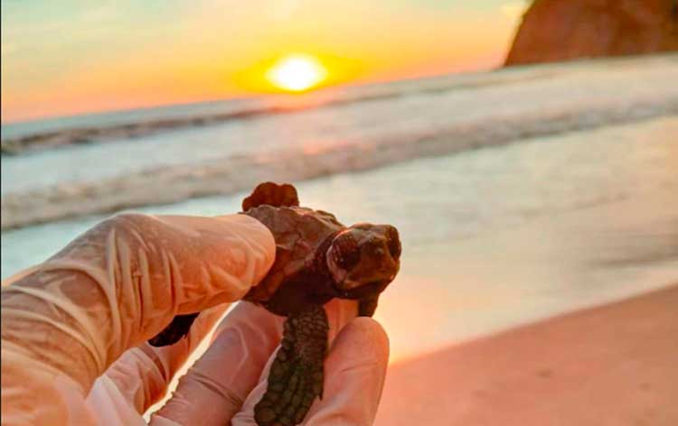 Gobierno sandinista comprometido con especies vulnerables