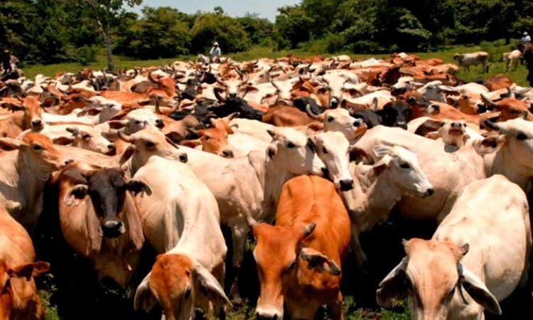 GRUN continúa fortaleciendo sanidad animal